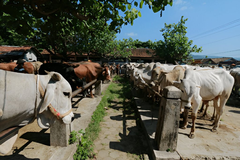 cow hut