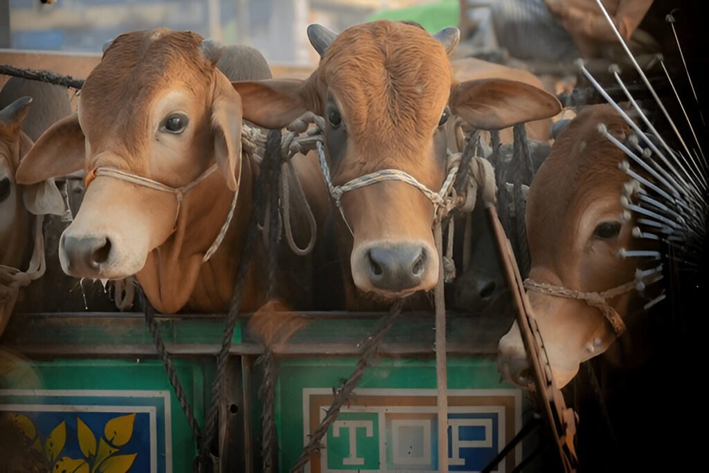 Cow trading