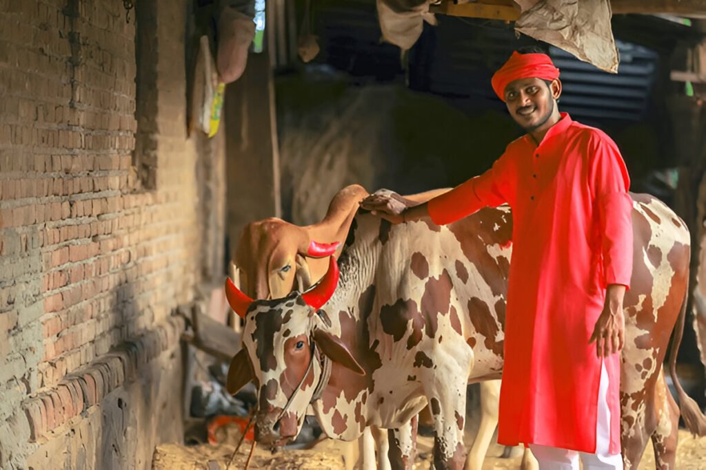 Cow to Himdus